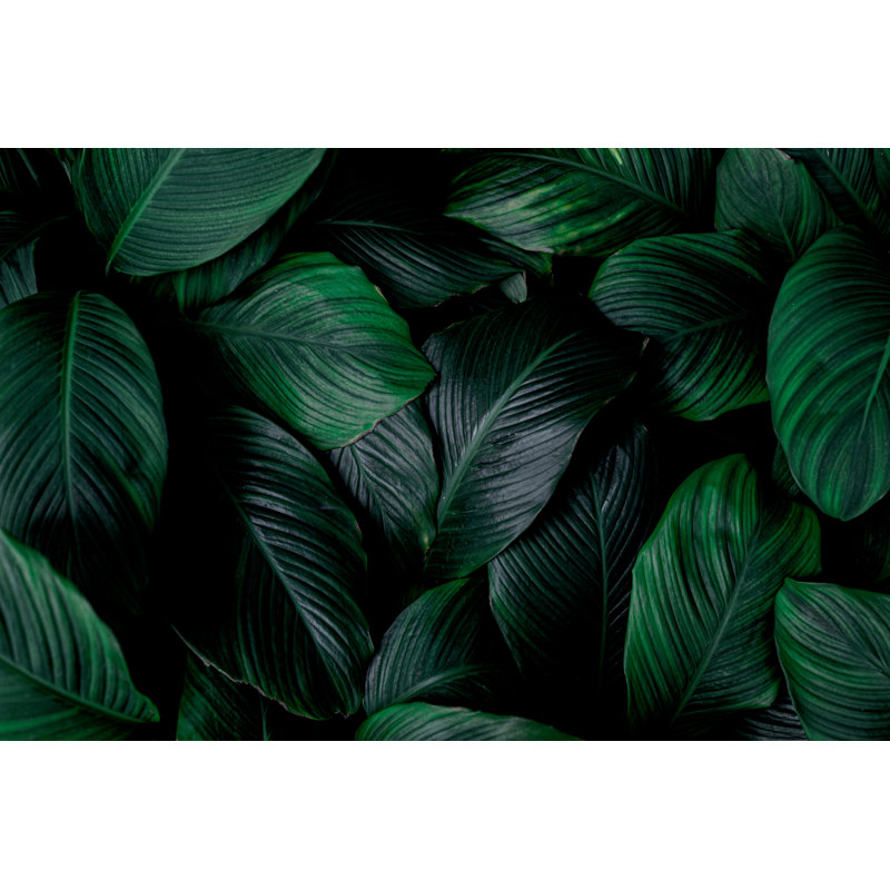 Leaves Of Spathiphyllum Cannifolium - Wrapped Canvas Print, 30cm H x 46cm W x 3.8cm D