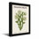 «Plants & Flowers Dragon Fruit Cactus Flower», reproduction d'art botanique