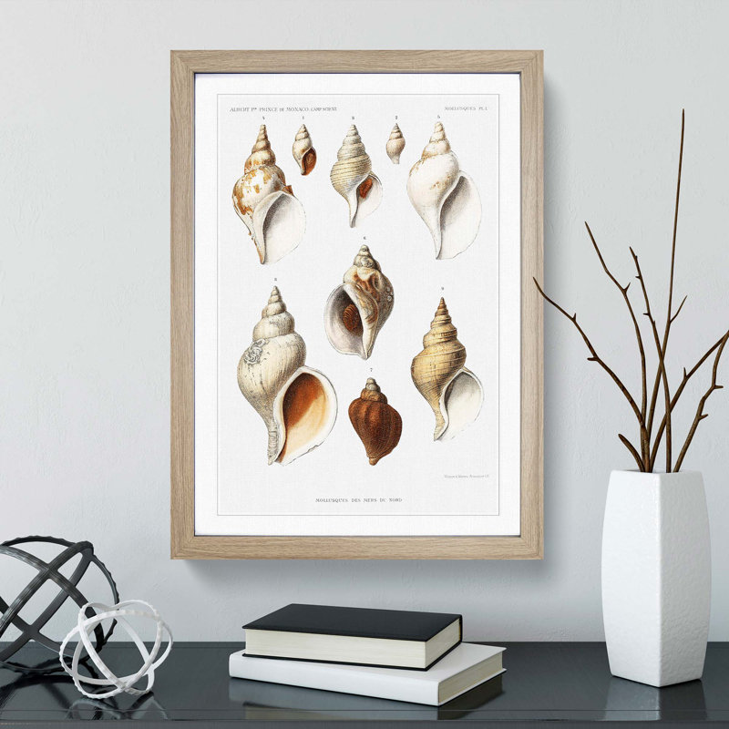 Conch Shells by Albert I - Picture Frame Painting Print, 48cm H x 36cm W x 2cm D, Oak Framed