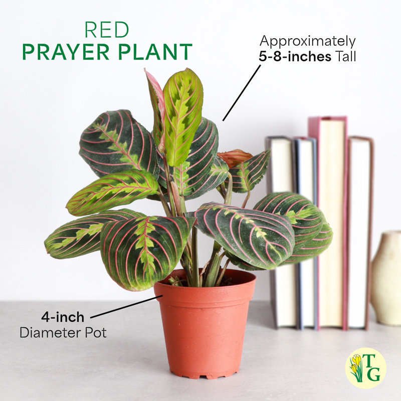 Live Red Prayer Plant