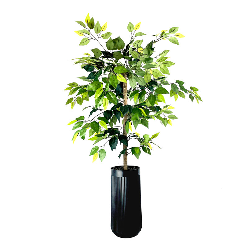 5-Foot Ficus Tree in Black Ribbed Planter