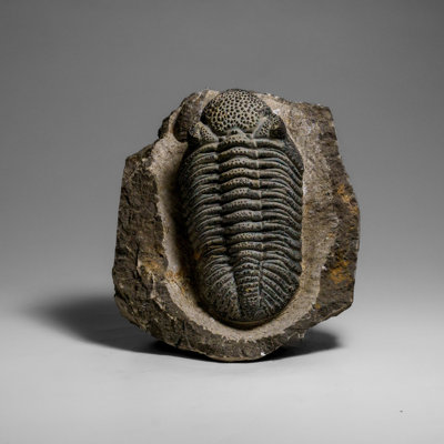 Genuine Drotops Megalomanicus Trilobite On Matrix (3.3 Lbs)
