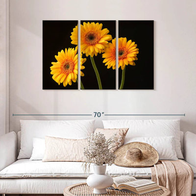 Trois marguerites Harnek sur fond sombre