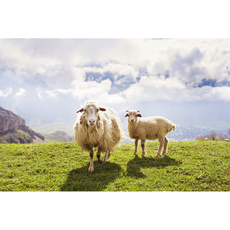 Sheep In The Mountains - Wrapped Canvas Print, 30cm H x 46cm W x 3.8cm D