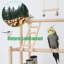 31 oiseaux