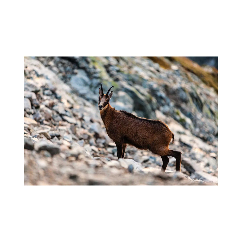 Poland, Tatra Mountains, Mountain Chamois by Mikolaj Gospodarek - Wrapped Canvas Print, 20.32 cm H x 30.48 cm W