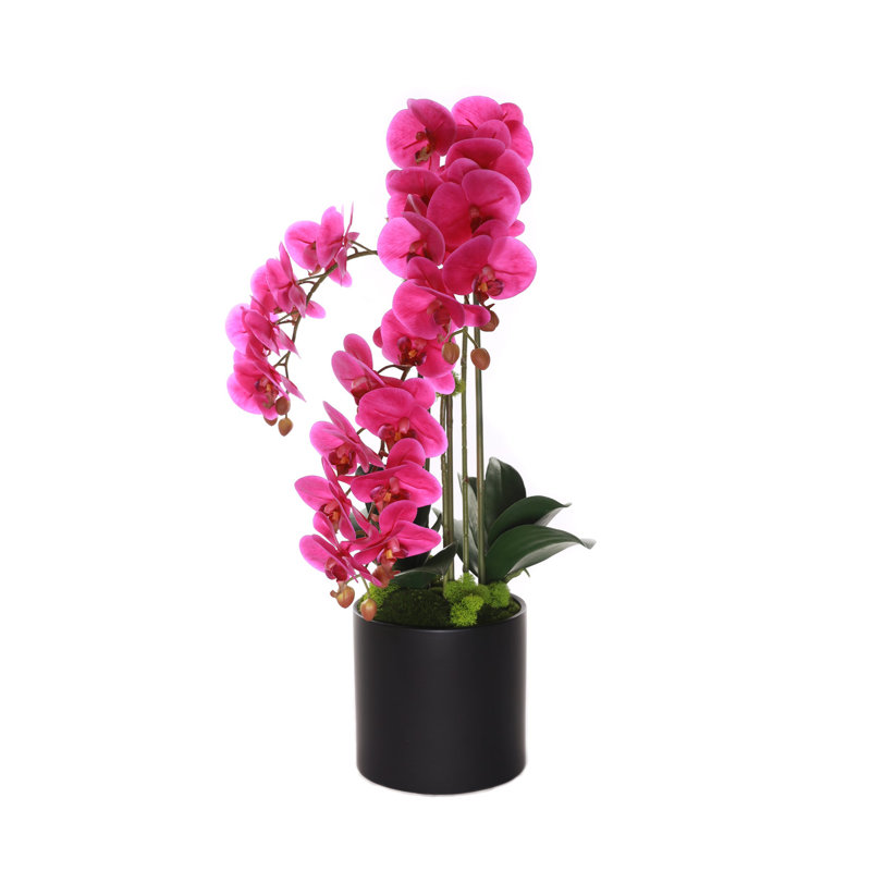 Arrangement in Pot