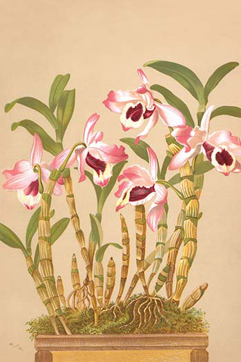 Dendrobium nobile-1 impression d’art graphique, H 66 po x l 44 po