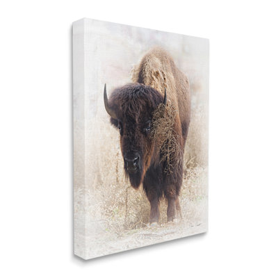 " Bison Grazing Photography " by David Drost