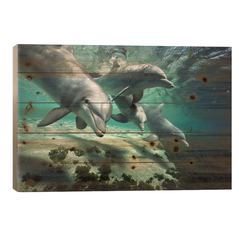 «Bottlenose Dolphin Pod, Hawaii» par Flip Nicklin - impression non encadrée sur bois, L 40 po x H 26 po