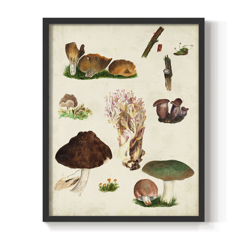 Reproduction encadrée Mushroom Species IX - bois massif, Noir, H 14 po x l 11 po
