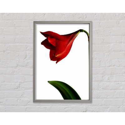 Ebern Designs Stunning Red - Single Picture Frame Art Prints on Canvas ...