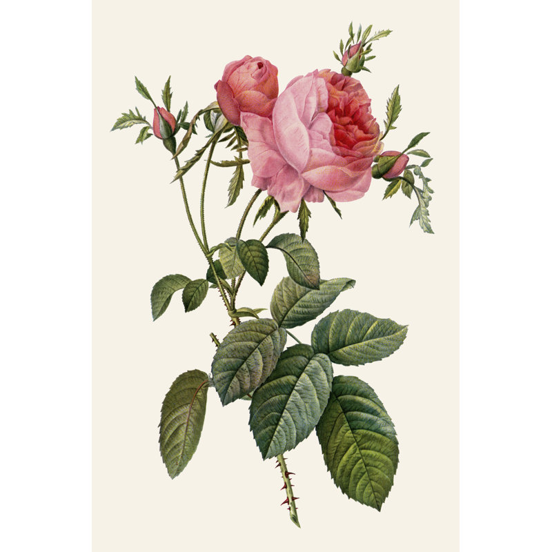Redoute's Rose II by Pierre Redoute - Painting Print, 30cm H x 20cm W, Wrapped Canvas