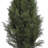 Mini Cedar Pine Artificial Tree-33247202