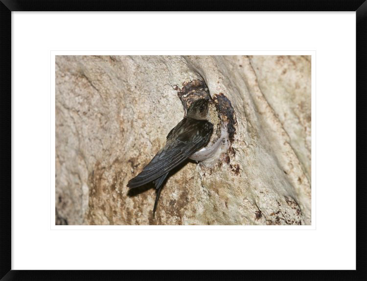 « comestible-nest swiftlet on nest », reproduction de photo encadrée, H 18 po x l 24 po x P 1,5 po