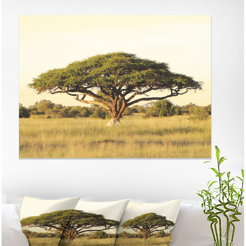 Acacia sur une plaine d'Afrique - reproduction de photo, H 30 po x l 40 po, Toile tendue