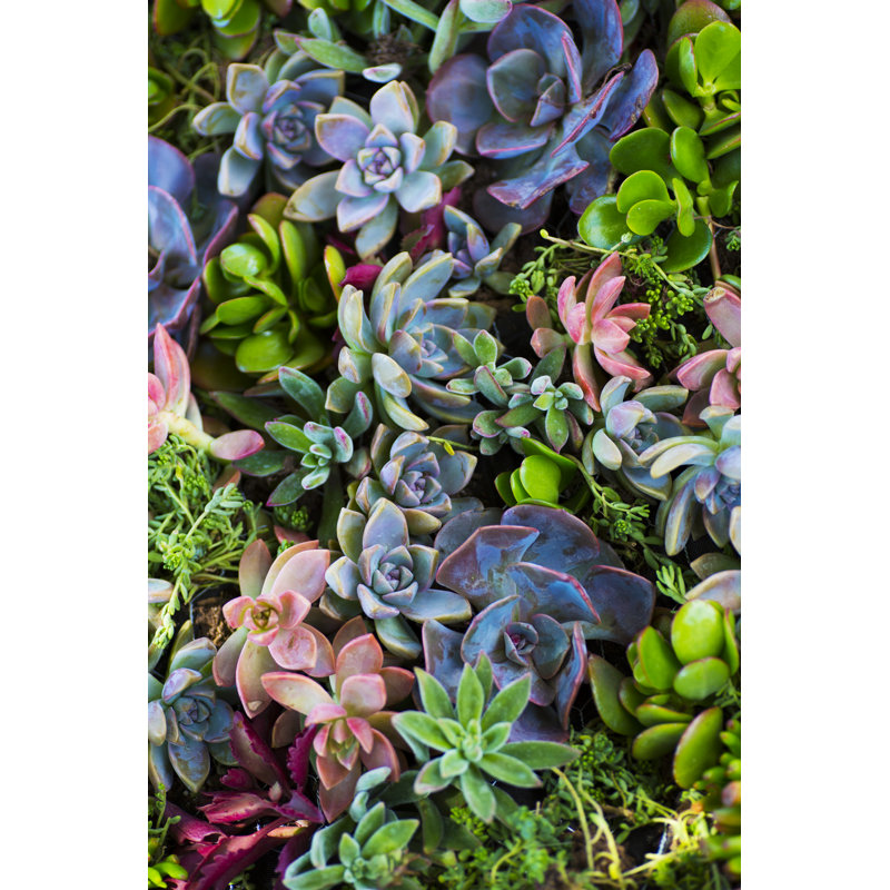 Succulent Plants by Skodonnell - Wrapped Canvas Print, 76cm H x 51cm W