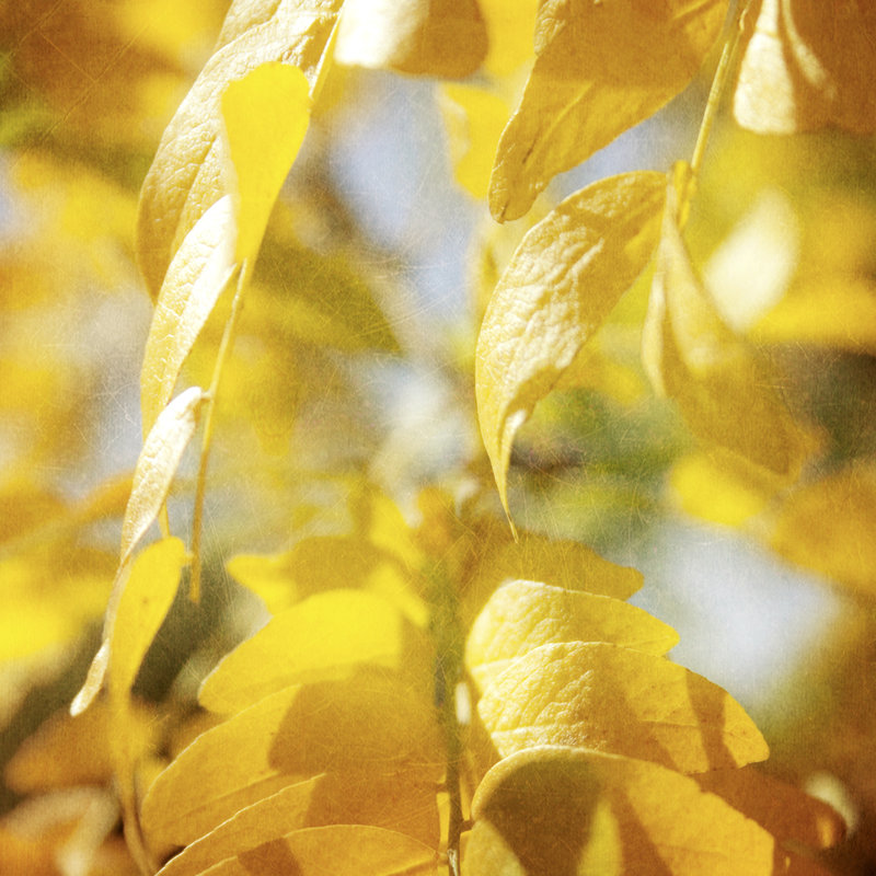 Autumn Photography V by Sylvia Coomes - Wrapped Canvas Print, 91cm H x 91cm W