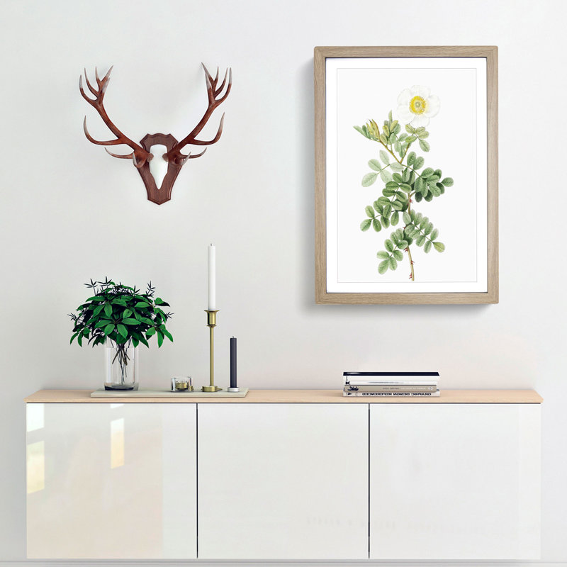 Macartney Rose in White by Pierre-Joseph Redoute - Framed Print, 48cm H x 36cm W x 2cm D, Oak Framed