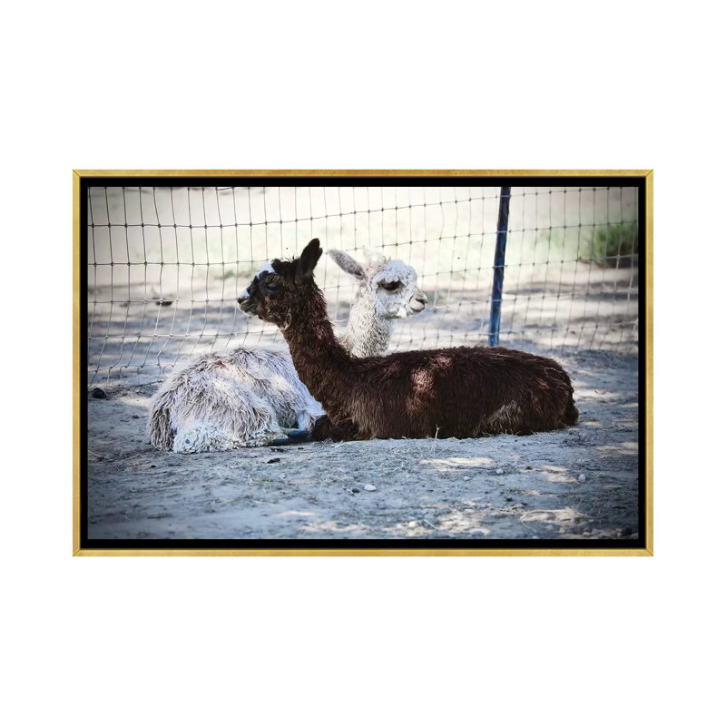 «Alpaca Friends» par Susan Vizvary - reproduction de photo, Non mat, Toile encadrée dorée, H 18 po x l 26 po x P 1,5 po