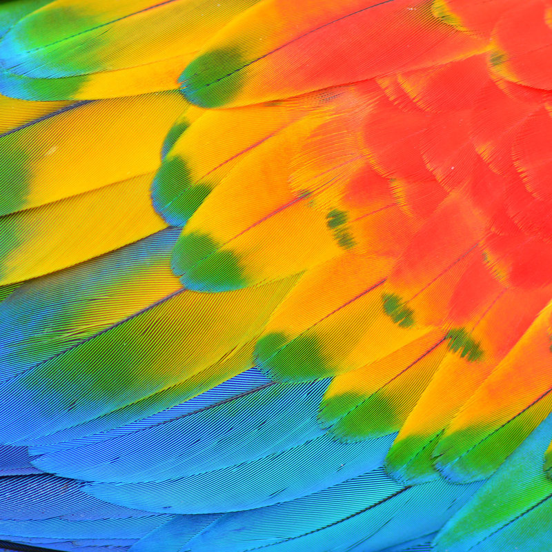 Scarlet Macaw Feathers by Thawats - Wrapped Canvas Print, 30cm H x 30cm W
