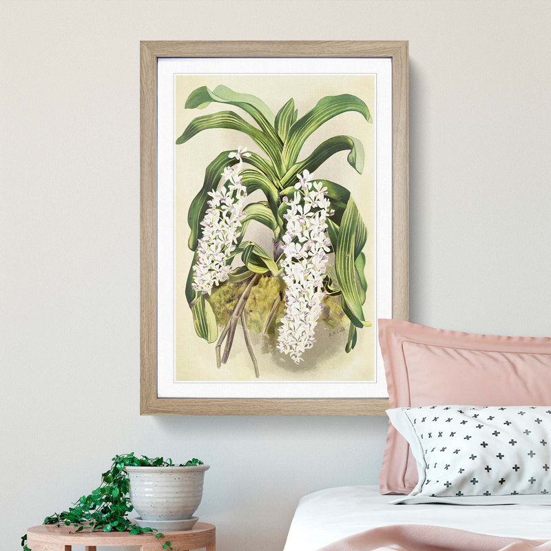 Magnolia Flowers Illustration Tab. 22 by Frederick Sander - Picture Frame Painting Print, 50cm H x 35cm W x 2cm D, Oak