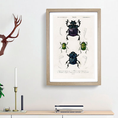 Beetle Illustrations PL.5 by Charles D' Orbigny - Single Picture Frame Painting