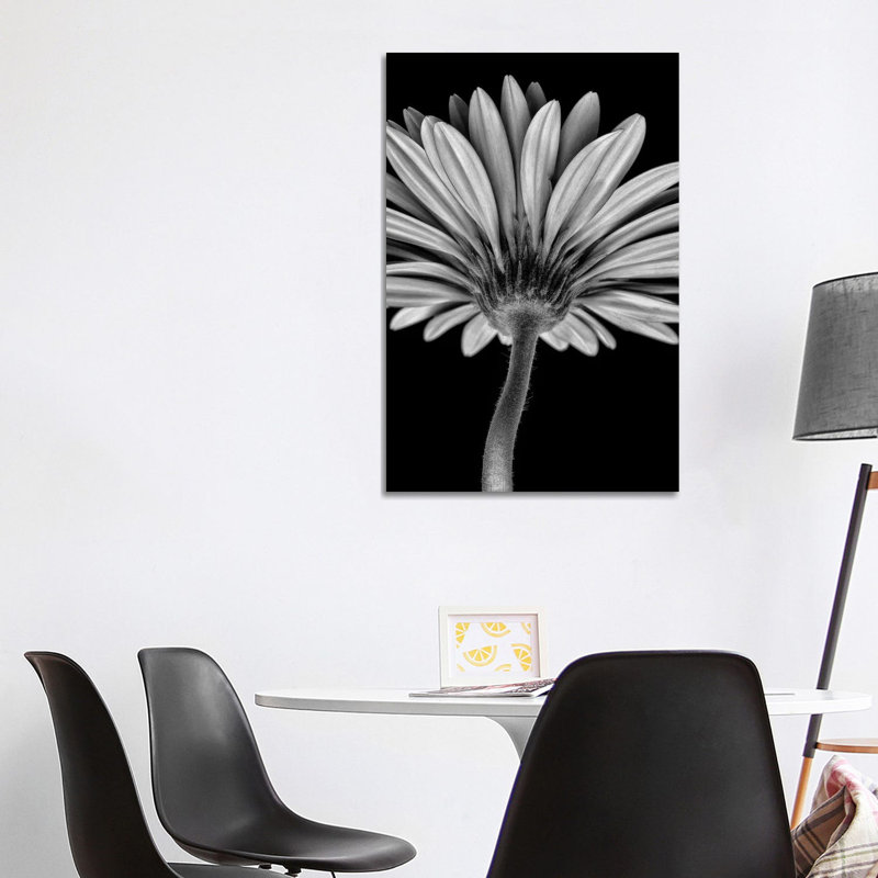 Bw Gerber Daisy by Glauco Meneghelli - Wrapped Canvas Print, 101.6 cm H x 66.04 cm W