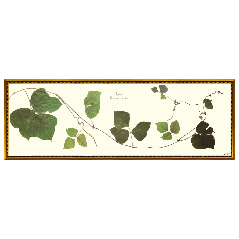 Kudzu Vine Print by Sandy Whitaker, Gold Bead 2