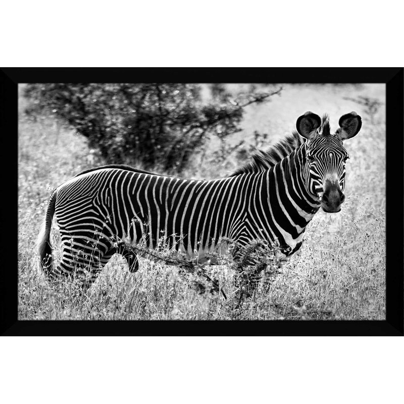 «Zebra Lookout», reproduction de photo, H 33,5 po x l 49,5 po x P 1 po, Cadre noir