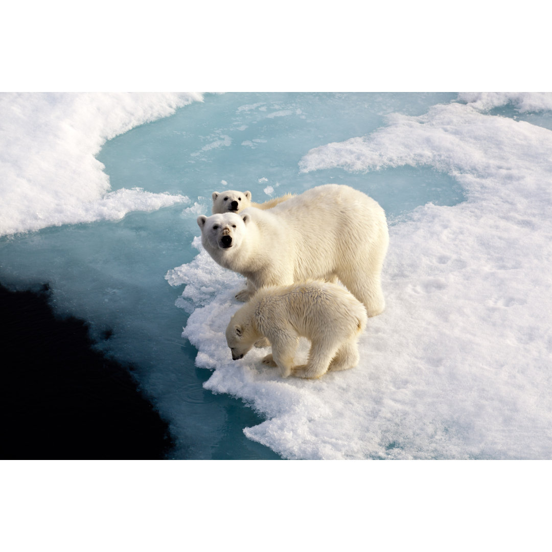 Drei Eisbären auf einem Eisstrom - Leinwandbild