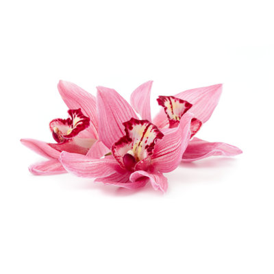 Cymbidium Orchids Laying Down by Esolla