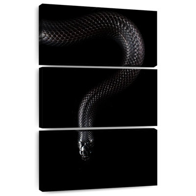 Brampt Mexican Black Snake