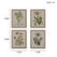 Ensemble de 4 impressions sur toile encadrées Botanical Illustration