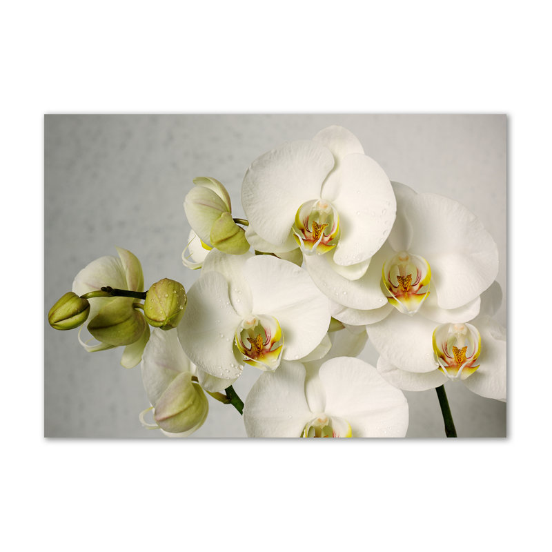 White Orchid - Wrapped Canvas Print