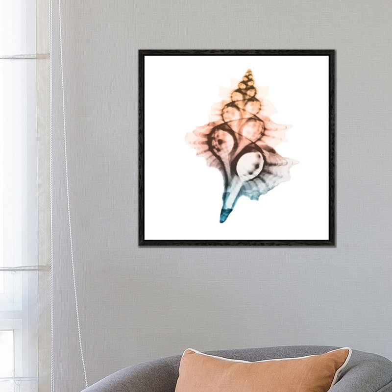 Morning Sea Shells II by Albert Koetsier - Print on Canvas, Black Framed, 66.04cm H x 66.04cm W x 3.81cm D