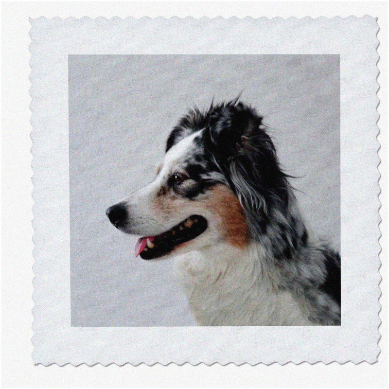 Aussie Paws Patchwork Australian Shepherd Quilt Square