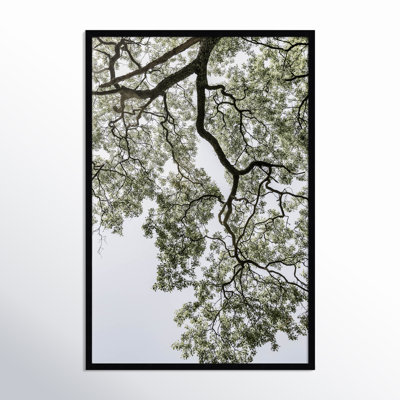 Coastal Forest by Shot by Clint Wood Framed Wall Art Print