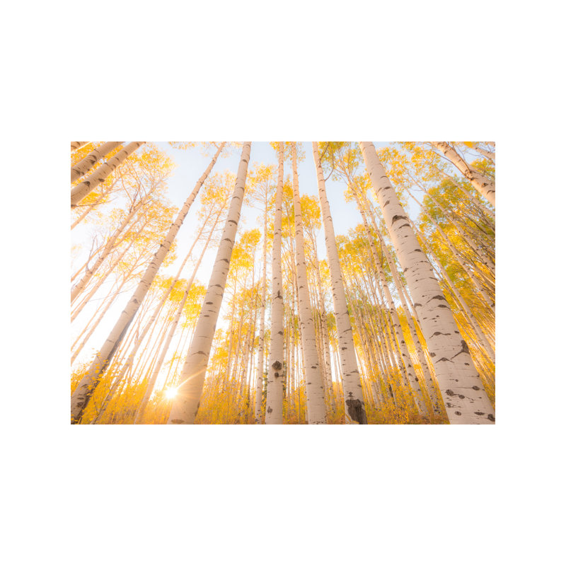 Colorado by Dan Ballard - Print on Canvas, Wrapped Canvas, 101.6 cm H x 66.04 cm W x 1.91 cm D