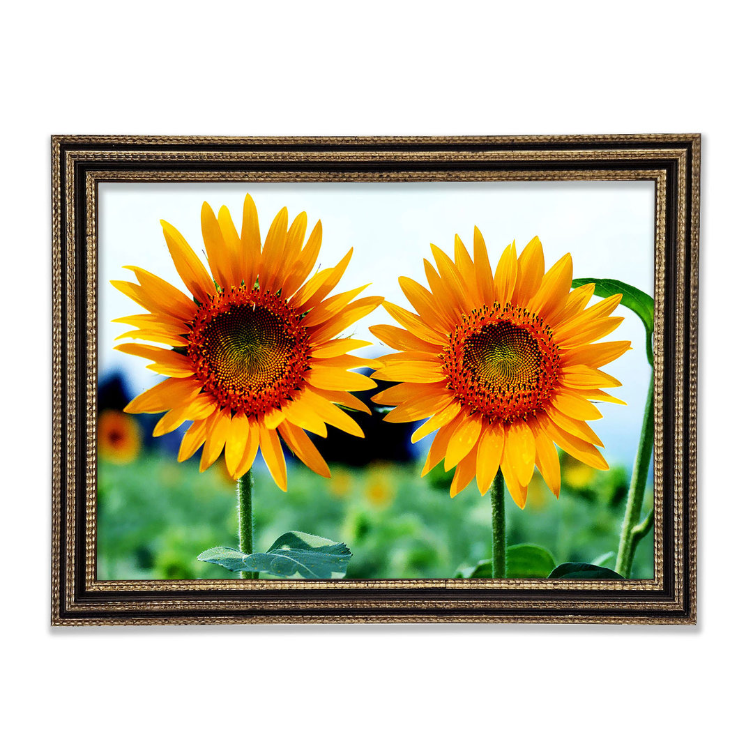 Gerahmter Kunstdruck Twin Sunflowers