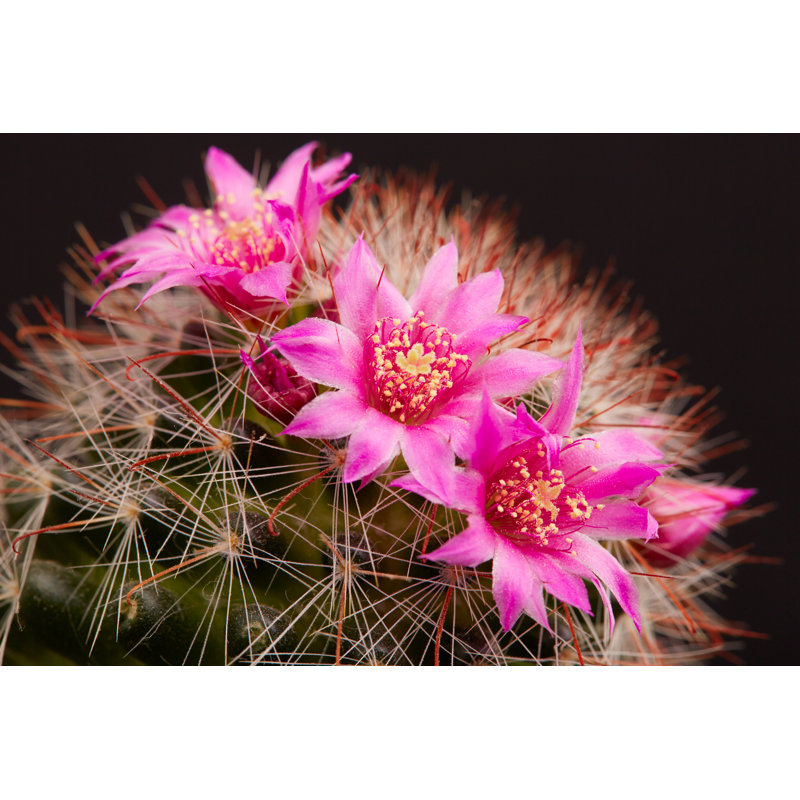 Liberta Blooming Cactus In Desert - Wrapped Canvas Print, 30cm H x 46cm W x 3.8cm D
