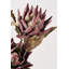 Dried Flower Bunch-119034006-119034007
