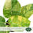 4" Philodendron Green Congo Variegated