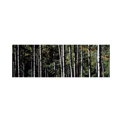 White Aspen Tree Trunks Co USA - Wrapped Canvas Panoramic Print