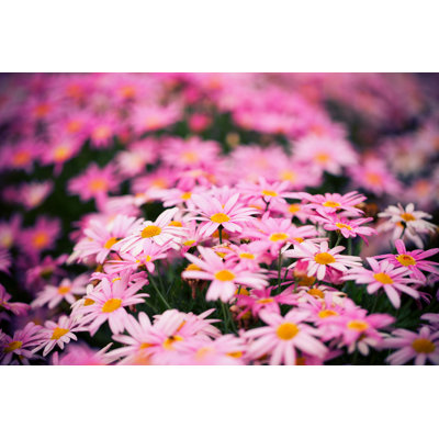 Gros plan sur fond de marguerite rose au printemps par Hudiemm