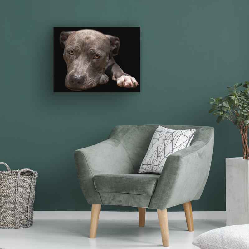 Pit Bull Terrier par Lori Hutchison - photographie sur toile tendue, H 14 po x l 19 po x P 2 po