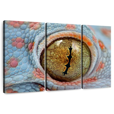 Tokes Gecko Eye