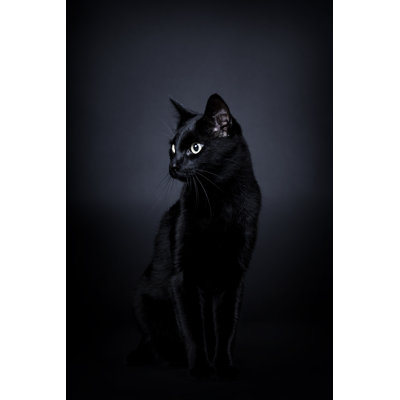 Cat by D-Keine
