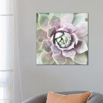 Succulent Glow II 1 Piece Wrapped Canvas Wall Art