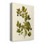 Olive Greenery VII, toile tendue avec châssis de qualité supérieure - prête à être accrochée-435192290